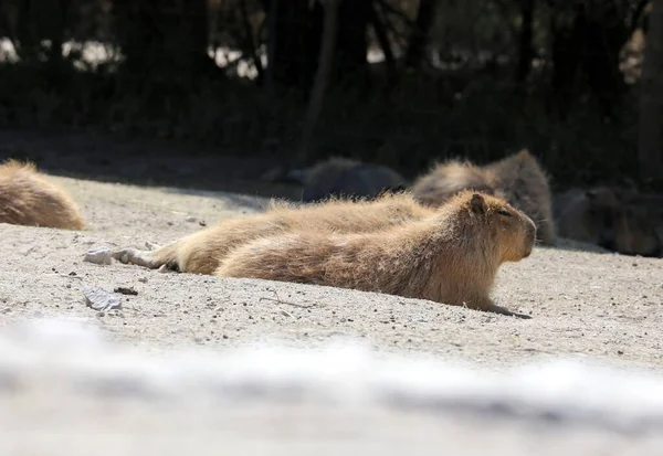 Capybara Hydrochoerus Hydrochaeris Mamífero Nativo Sudamérica Roedor Vivo Más Grande — Foto de Stock
