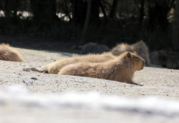 Capybara Або Hydrochoerus Hydrochaeris Ссавець Родом Південної Америки Найбільший Світі — стокове фото