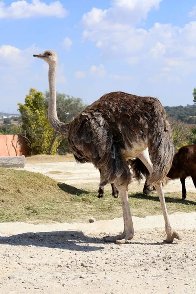 Ostriches Ostrich Farm — Stock Photo, Image