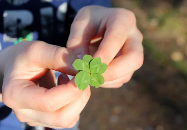 Şanslı Dört Yapraklı Yonca Bir Çocuğun Elinde — Stok fotoğraf