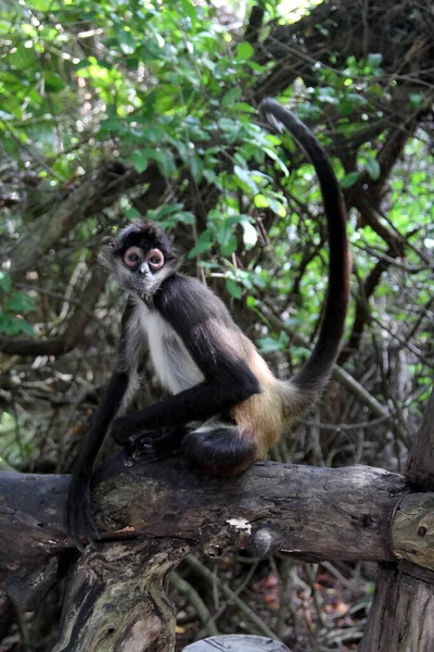Spider Monkey Ateles in tropical forest, Mexico