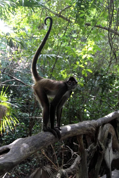 Spider Monkey Ateles Colima Mexico — Stockfoto