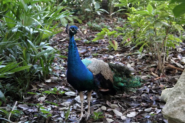 Ein Schöner Männlicher Pfau Aus Nächster Nähe — Stockfoto