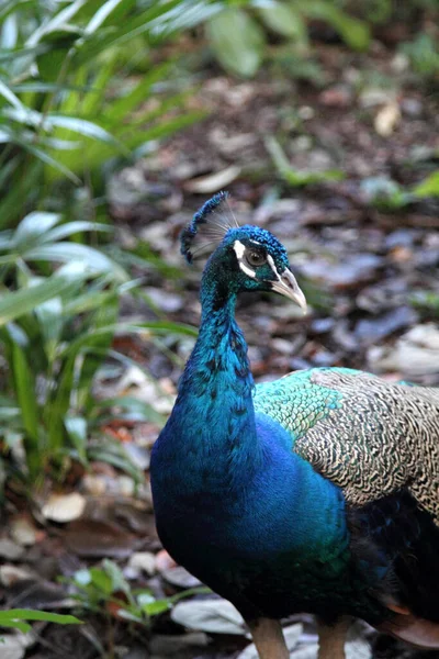 Ein Schöner Männlicher Pfau Aus Nächster Nähe — Stockfoto