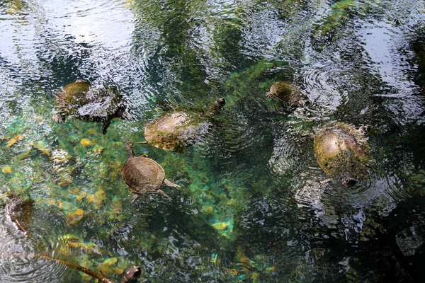Familie Schildpadden Het Wild Waterschildpadden Cenote Midden Amerika — Stockfoto