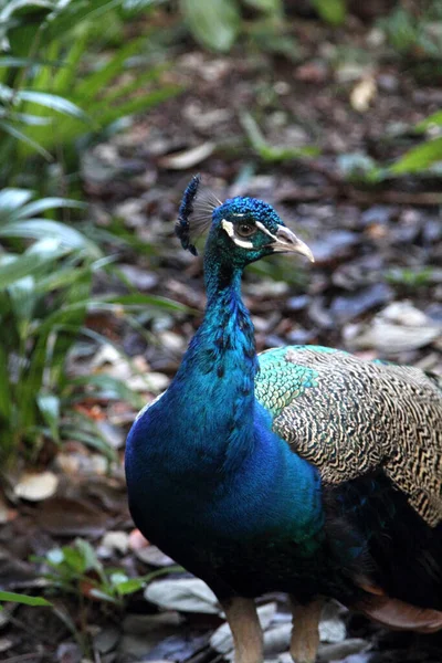 Belo Pavão Macho Close — Fotografia de Stock