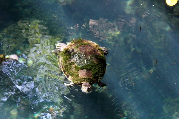 Skildpadde Vand Cenote Mellemamerika - Stock-foto