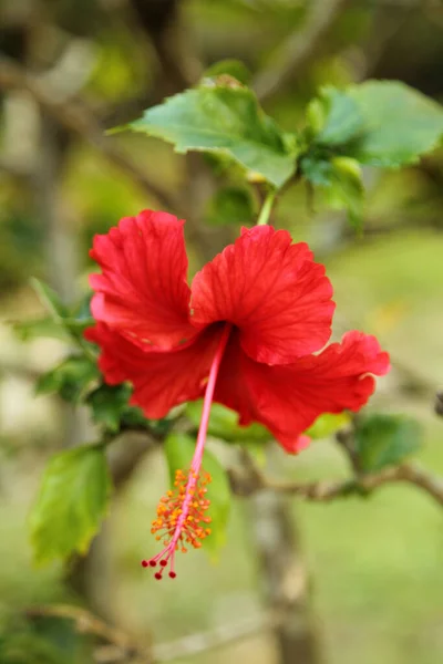 Flor Hibisco Vermelho Jardim Caribe — Fotografia de Stock
