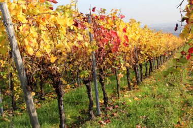 Sonbaharda kırmızı, turuncu, sarı ve yeşille renklendirilmiş üzüm bağları