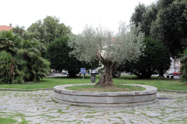 Tengerparti Város Koper Szlovénia Európa Koper Szlovén Isztria Városközpontja — Stock Fotó