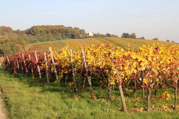 Viñedos Coloridos Otoño Con Rojo Naranja Amarillo Verde — Foto de Stock