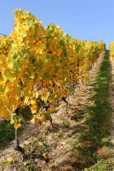 Farbenfrohe Weinberge Herbst Mit Rot Orange Gelb Und Grün — Stockfoto