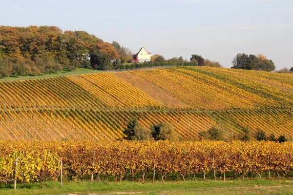 Coloridos Viñedos Otoño — Foto de Stock