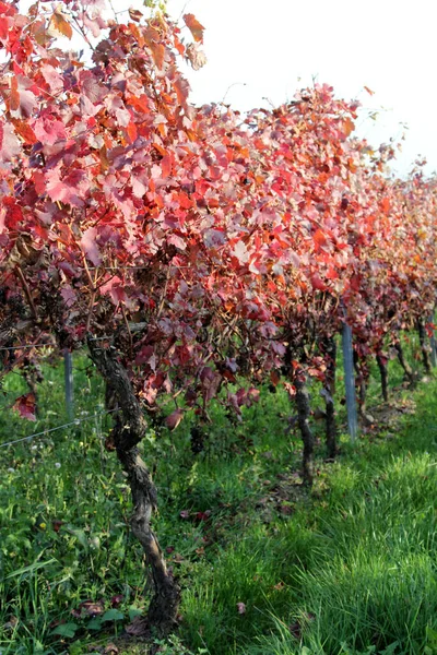 Colourful Vineyards Autumn — Stock Photo, Image