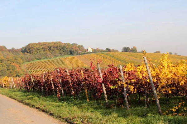 Coloridos Viñedos Otoño — Foto de Stock