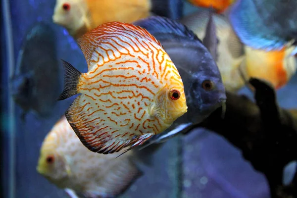 Discus Home Aquarium Fish Symphysodon — Stock Photo, Image