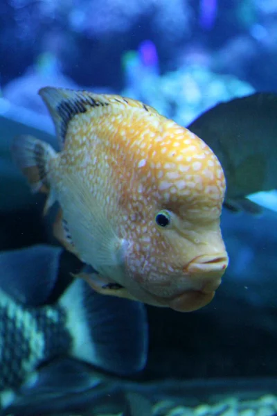 Amphilophus Citrinellus Large Cichlid Fish Endemic San Juan River Adjacent — Stock Photo, Image