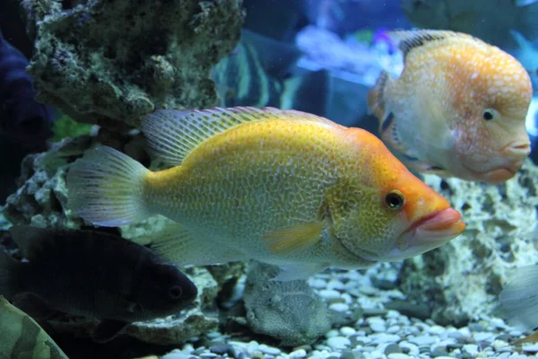 Tropical Fish Cichlasoma Cichlid — Stock Photo, Image