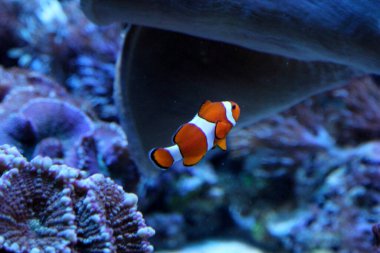Nemo olarak bilinen palyaço balığının makro 'su (amfiprion percula).