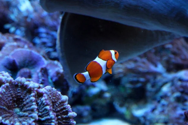 Macro Pez Payaso Amphiprion Percula Conocido Como Nemo — Foto de Stock