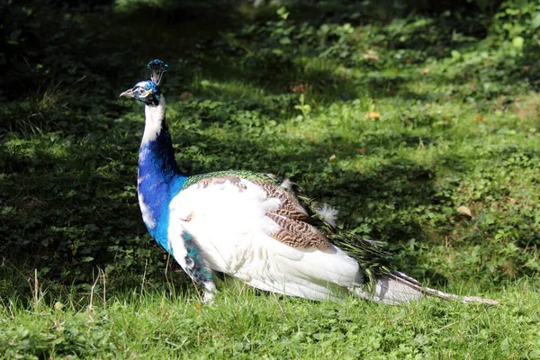 Vacker Manlig Påfågel Utomhus — Stockfoto