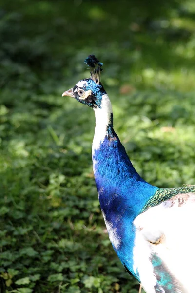 Beautiful Male Peacock Outdoor — Stock Photo, Image