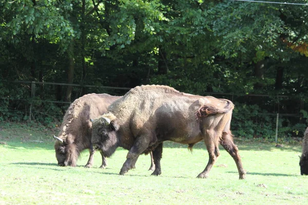 Bisonte Europeo Bison Bonasus También Conocido Como Wisent —  Fotos de Stock