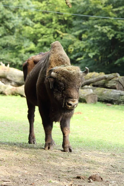 Европейский Бизон Bison Bonasus Известный Мудрый — стоковое фото