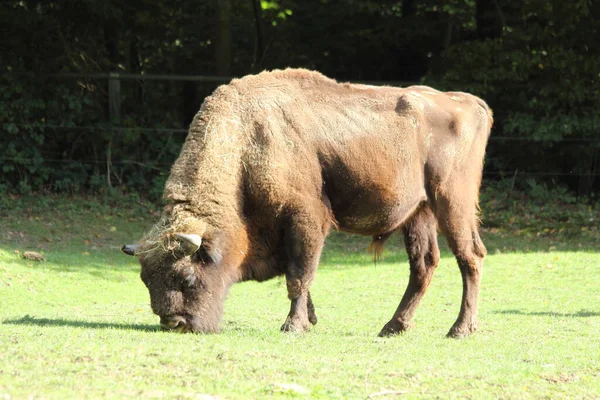 Европейский Бизон Bison Bonasus Известный Мудрый — стоковое фото