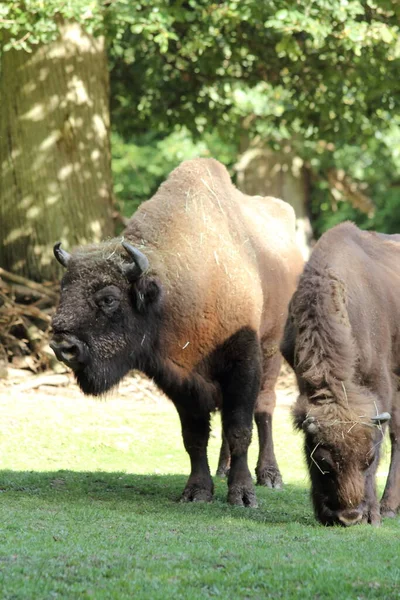 Bisonte Europeo Bison Bonasus También Conocido Como Wisent — Foto de Stock