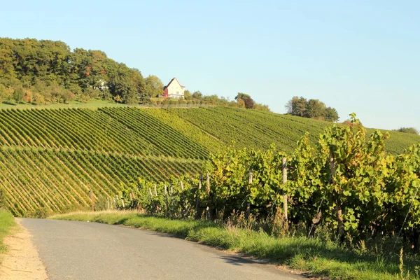 Vineyards Autumn Rheingau Németország — Stock Fotó