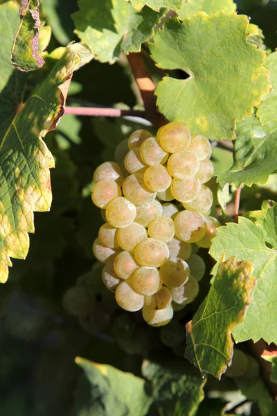 Wine Harvest Sunny Day Autumn — Stock Photo, Image
