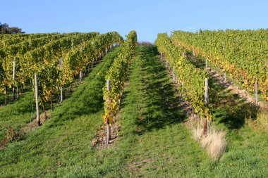 Sonbaharda bağlar, Rheingau, Almanya.