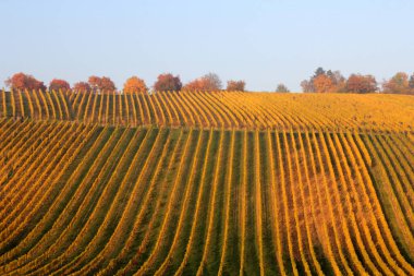 Almanlar sonbaharda Ren-Hesse 'in en iyi şarapçılık bölgesi..