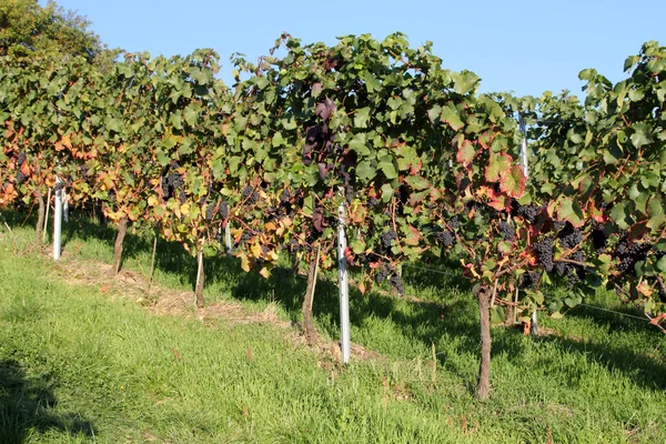 Rheingauer Weinberge Herbst Hessen Deutschland — Stockfoto