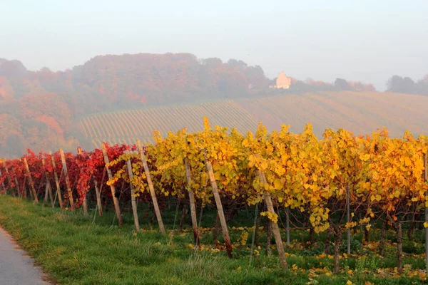 Alemanias Mayor Zona Vitivinícola Rin Hesse Otoño — Foto de Stock