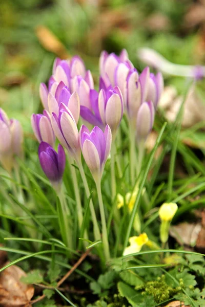 Wiosenne Kwiaty Krokusa Jako Tło — Zdjęcie stockowe
