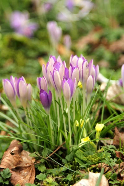 Wiosenne Kwiaty Krokusa Jako Tło — Zdjęcie stockowe