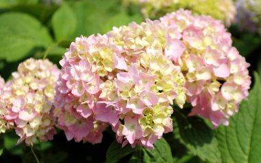 Ortanca çiçeği ve yaprakları