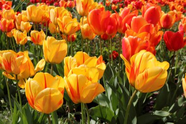 Bahçedeki renkli laleler