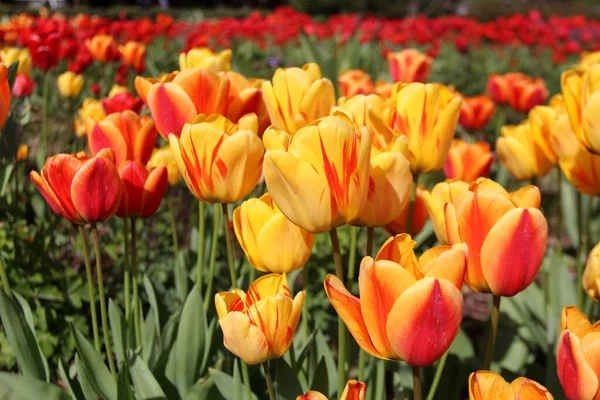 Bunte Tulpen Garten — Stockfoto