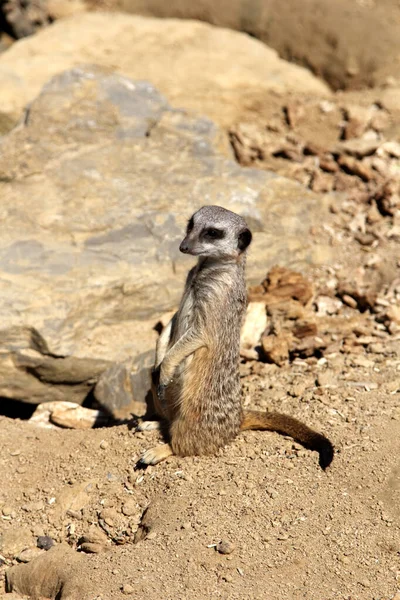 Meerkat Suricate Suricata Suricatta Looking Camera — Stock Photo, Image