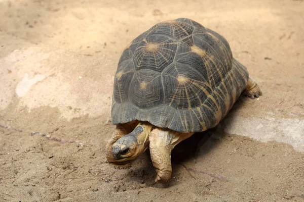 Tortuga Radiada Astrochelys Radiata —  Fotos de Stock