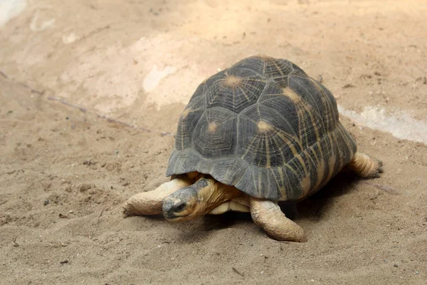 Tortuga Radiada Astrochelys Radiata —  Fotos de Stock