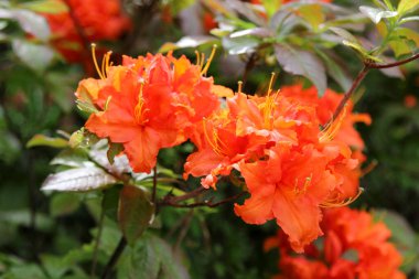 İlkbaharda yakın planda Rhododendron çiçek açıyor