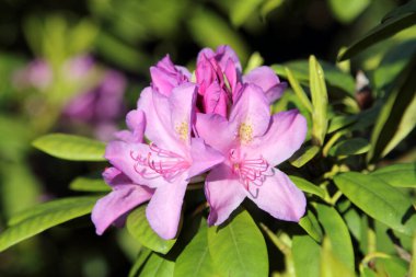 İlkbaharda yakın planda Rhododendron çiçek açıyor
