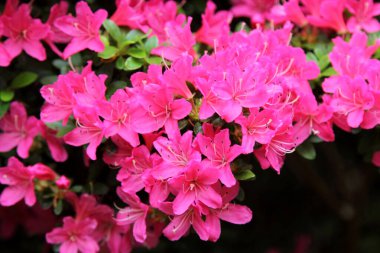 İlkbaharda yakın planda Rhododendron çiçek açıyor