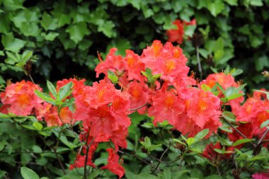 Arkaplan olarak hassas rhododendron