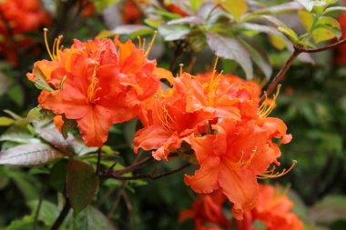 Arkaplan olarak hassas rhododendron