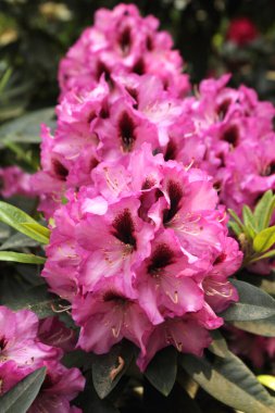 Arkaplan olarak hassas rhododendron